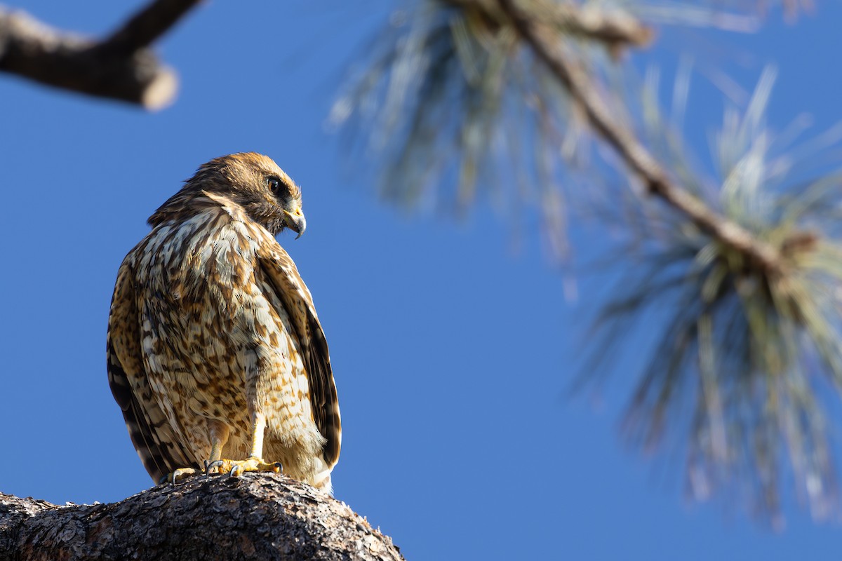 Red-shouldered Hawk - ML644508077
