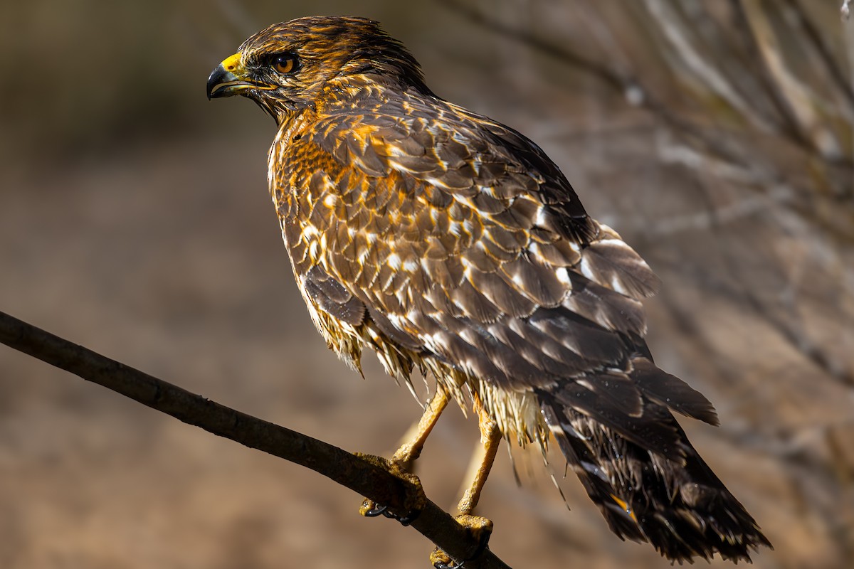Red-shouldered Hawk - ML644508101