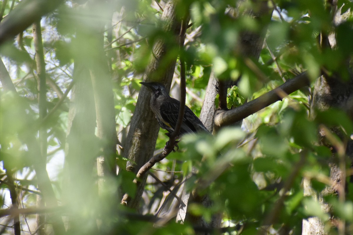 Red Wattlebird - ML644508103