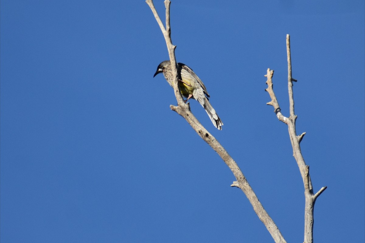 Red Wattlebird - ML644508104