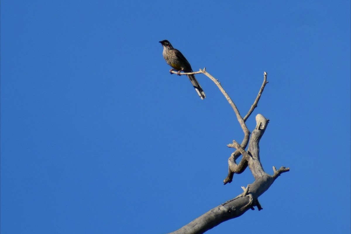 Red Wattlebird - ML644508105