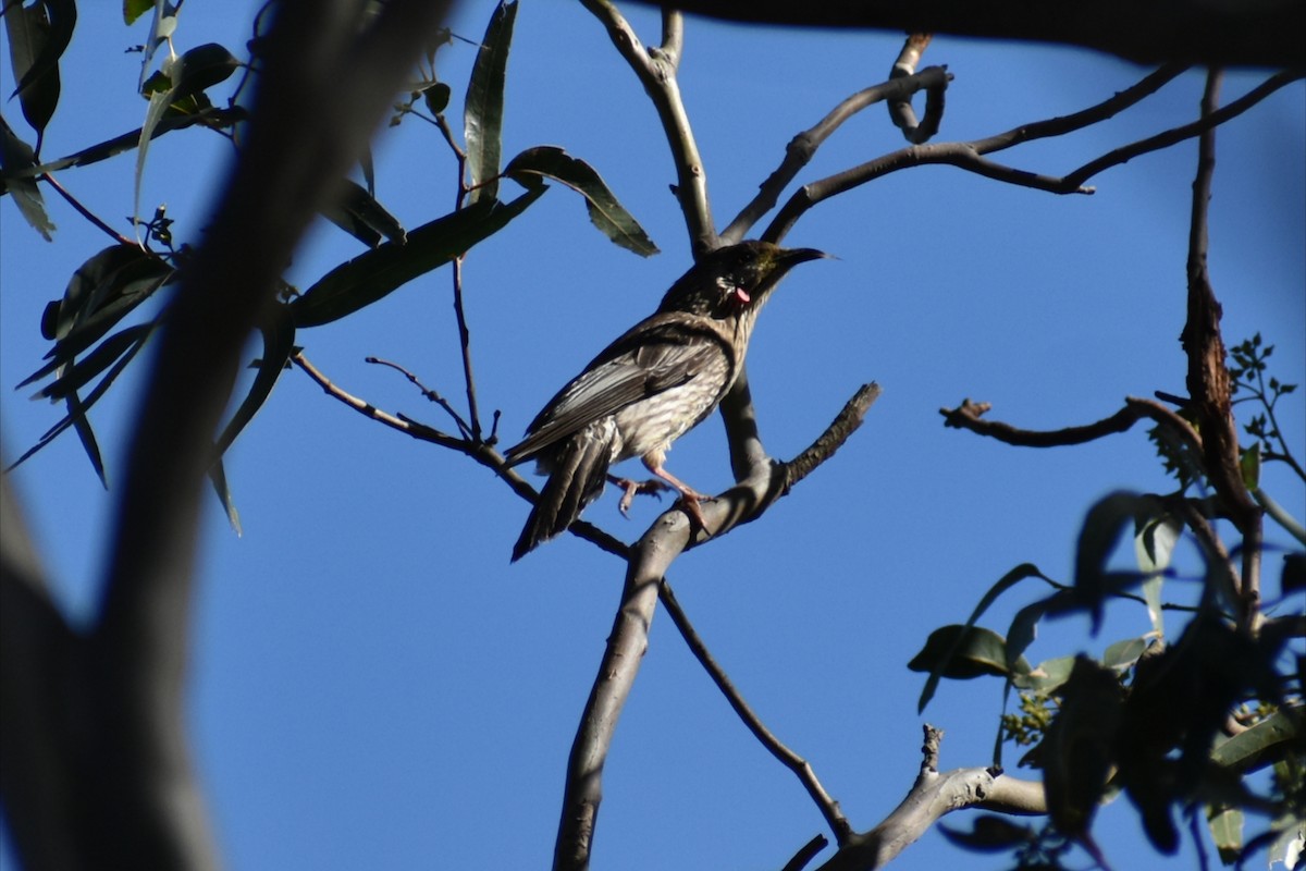 Red Wattlebird - ML644508106