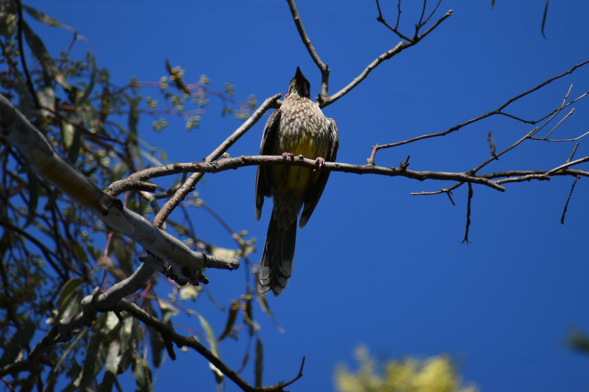 Red Wattlebird - ML644508107