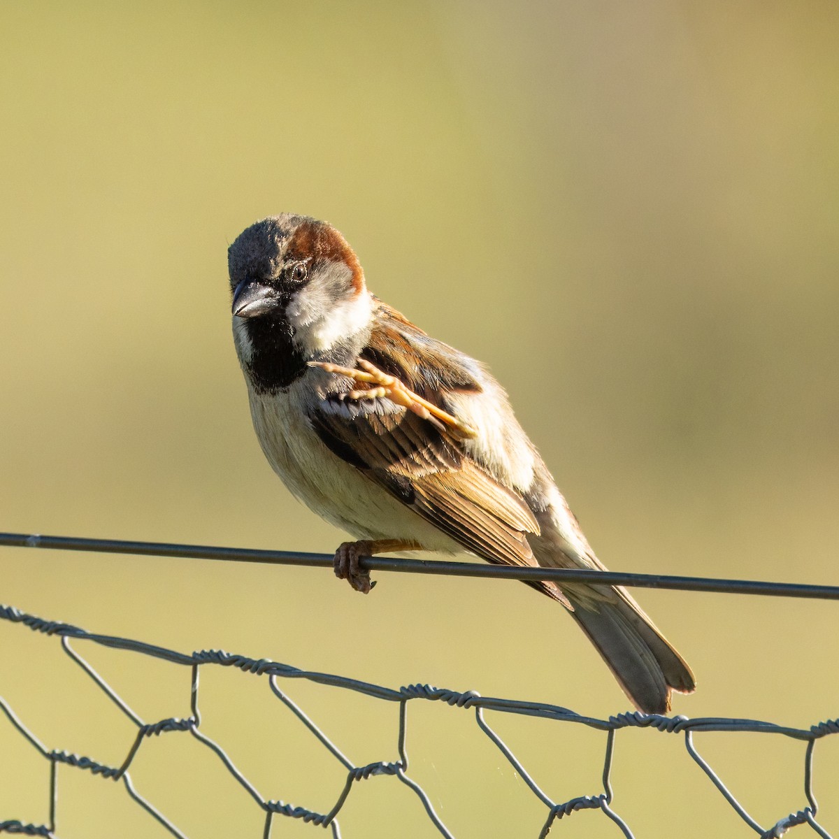 דרור הבית - ML644508108