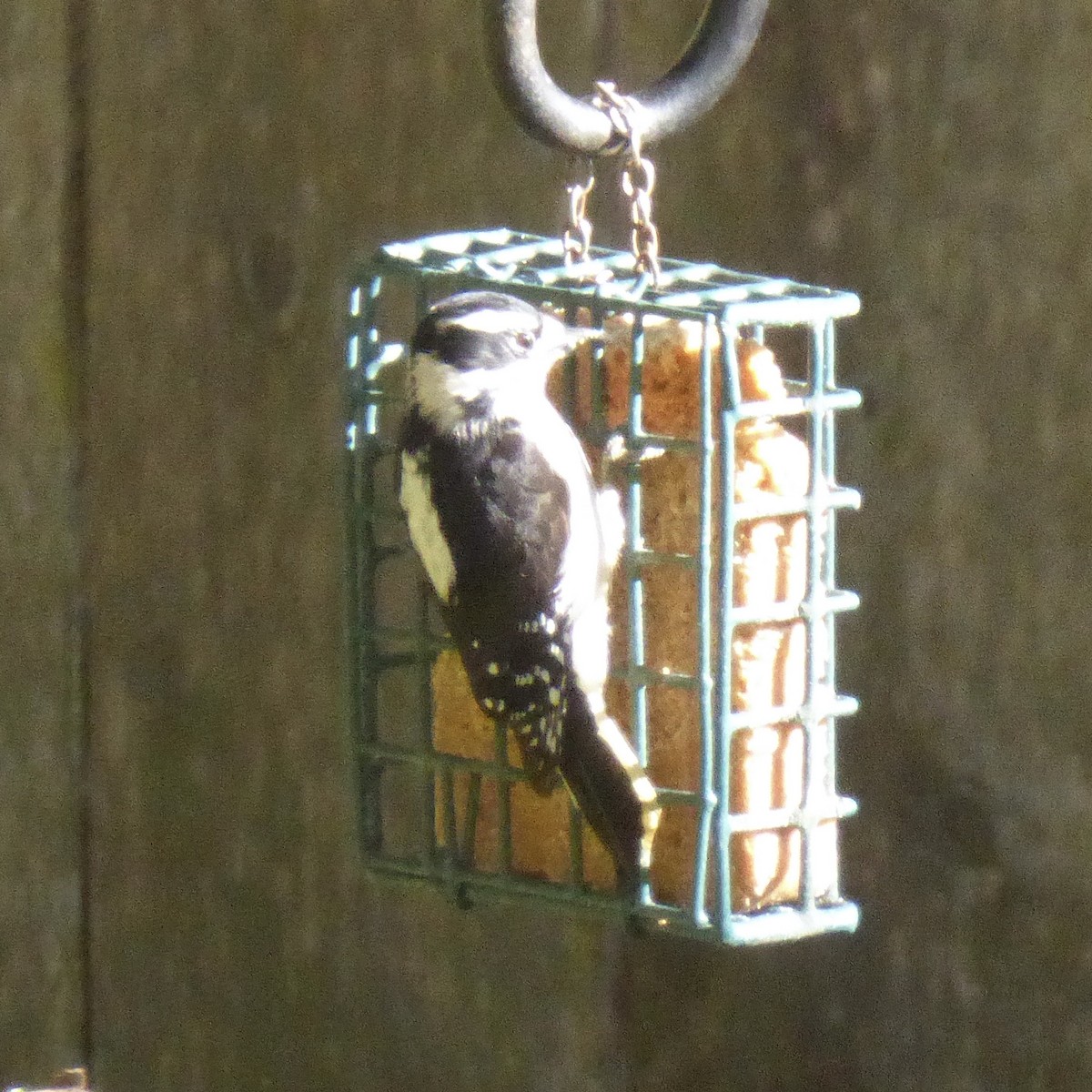 Pico Pubescente - ML644508111