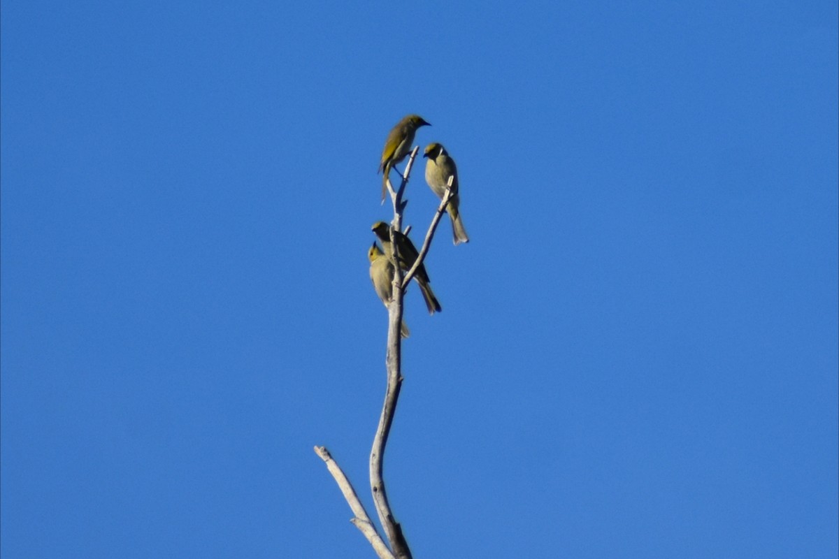 Медник блідий - ML644508113