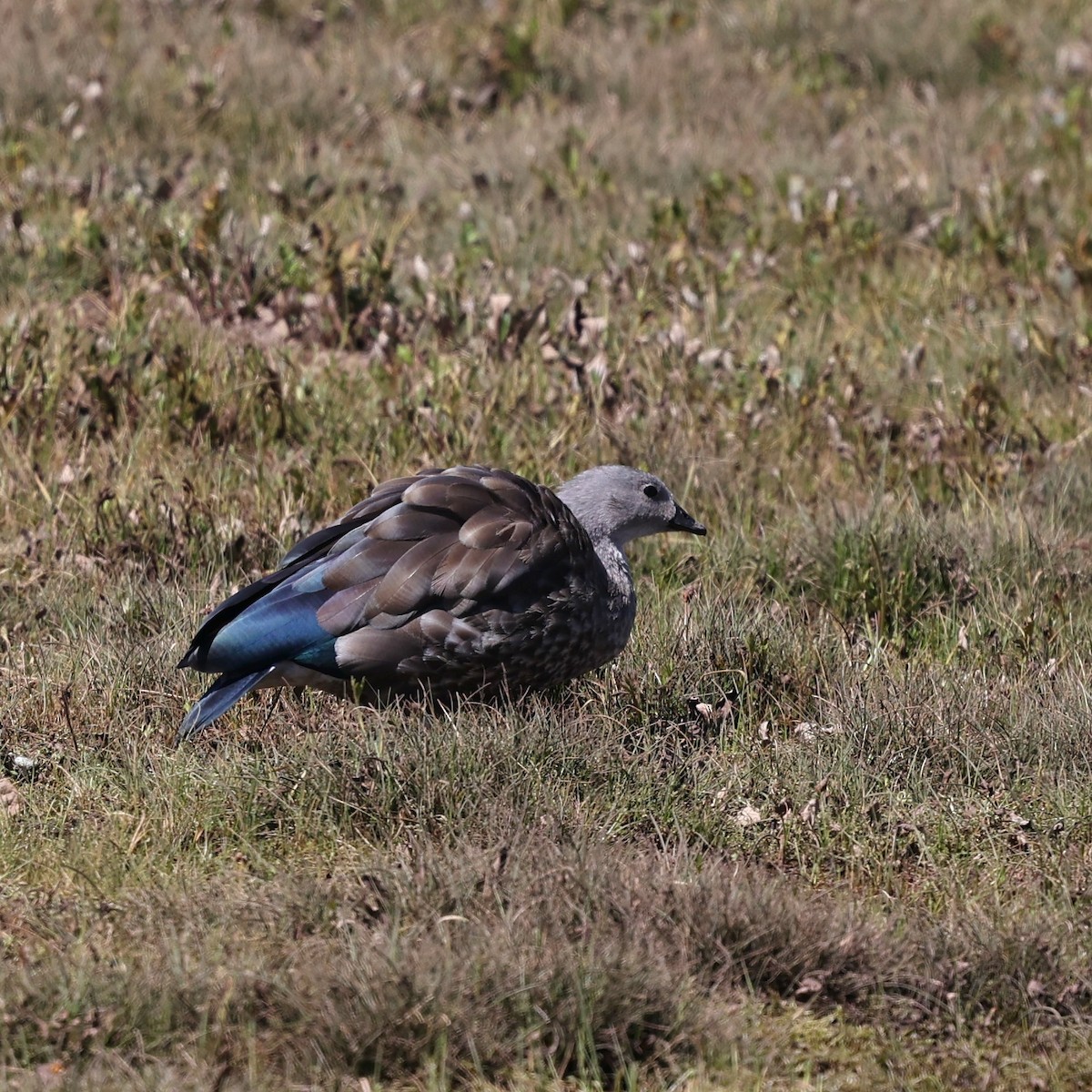 Blue-winged Goose - ML644508114
