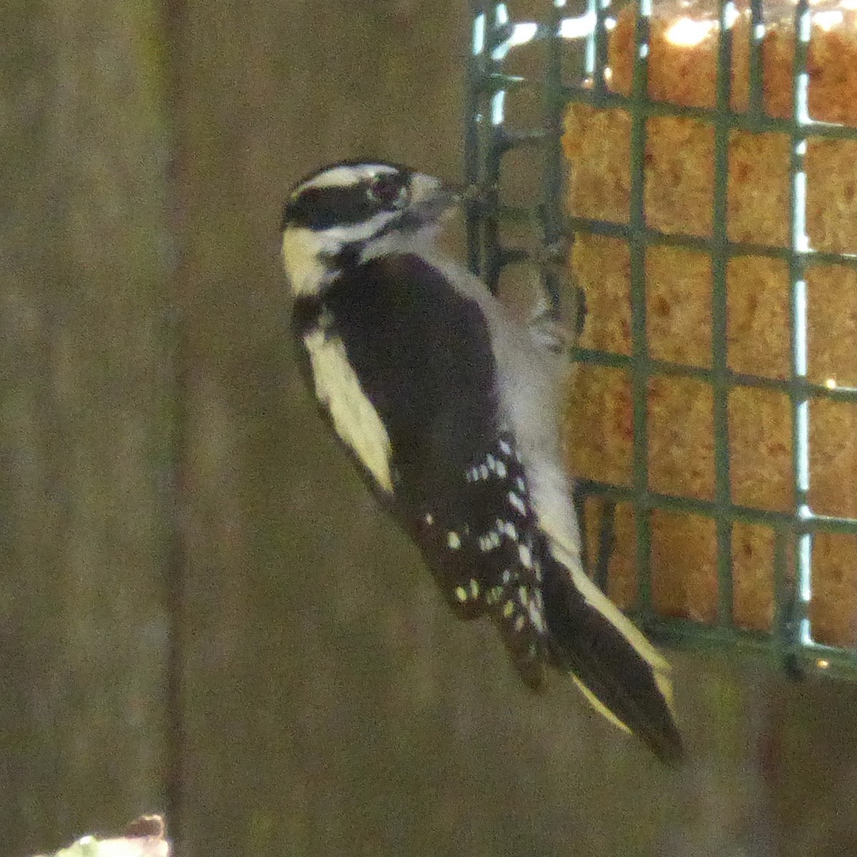 Pico Pubescente - ML644508119