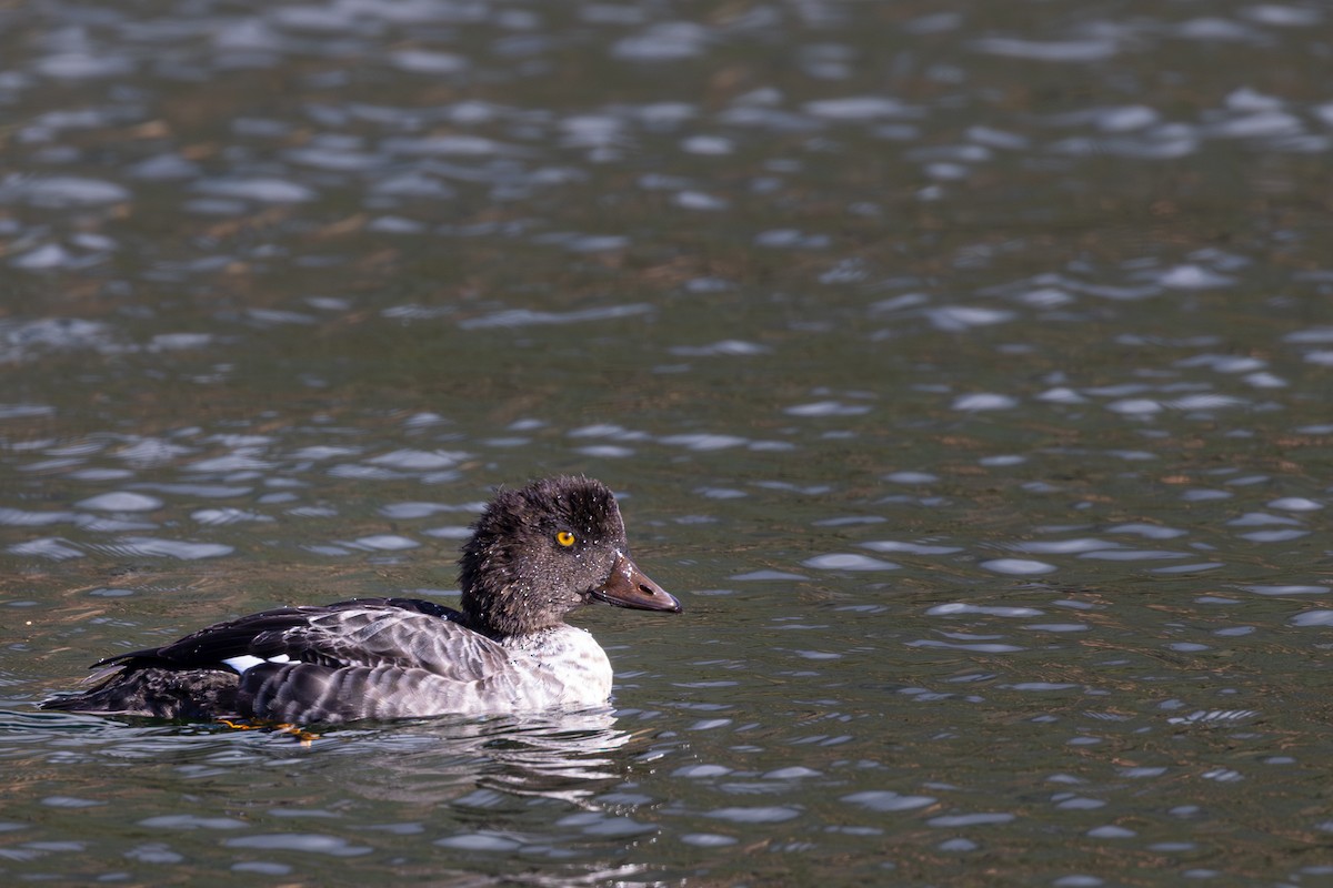 Алаг шунгаач - ML644508121
