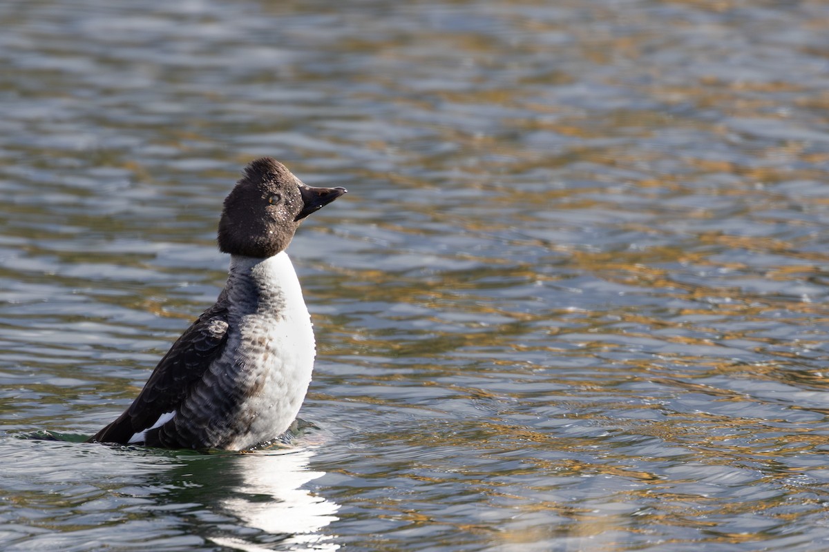 Алаг шунгаач - ML644508122