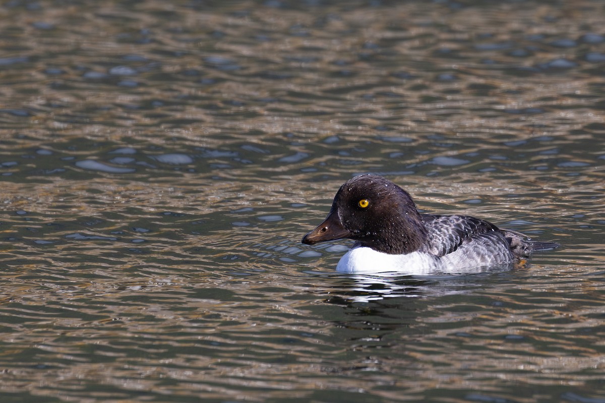 Алаг шунгаач - ML644508124