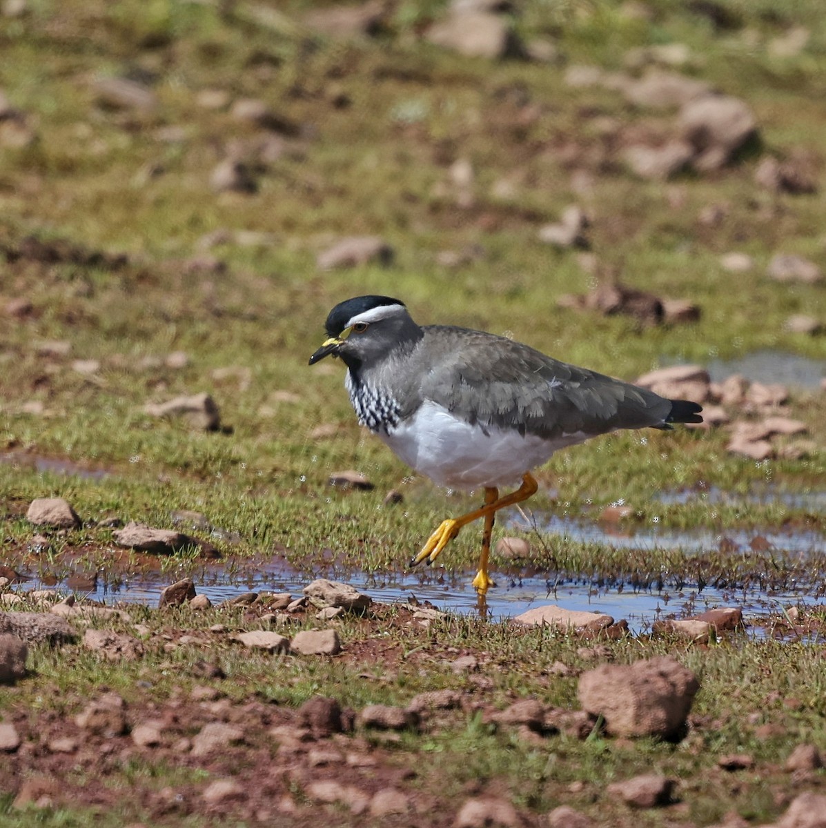 Spot-breasted Lapwing - ML644508125