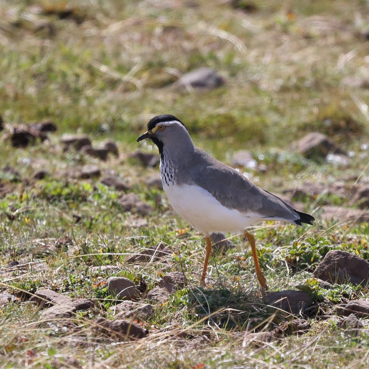 Spot-breasted Lapwing - ML644508126