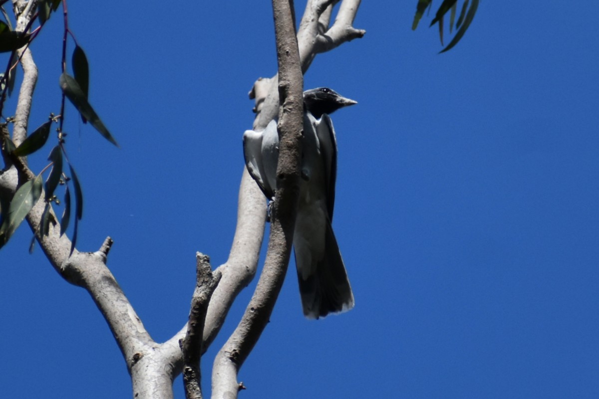 Black-faced Cuckooshrike - ML644508127