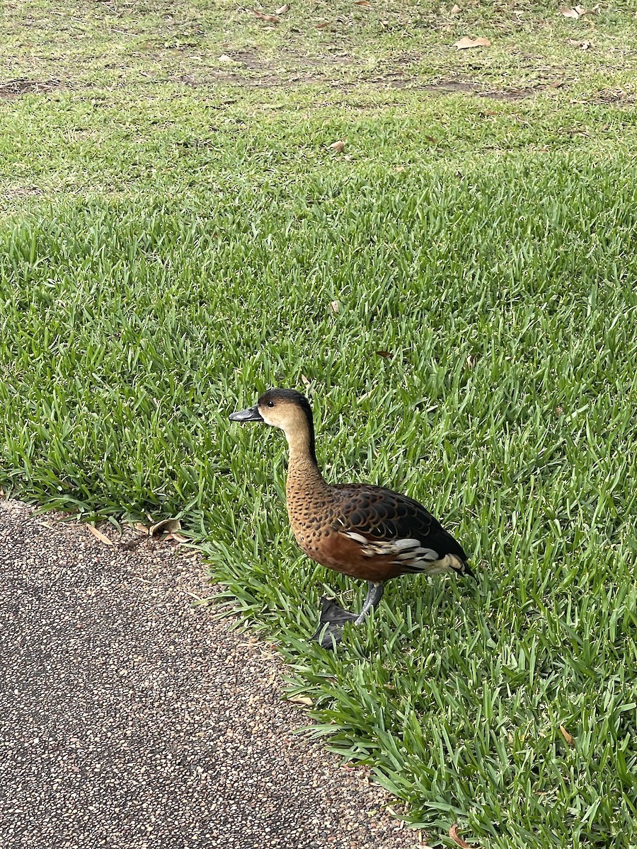 オオリュウキュウガモ - ML644508128