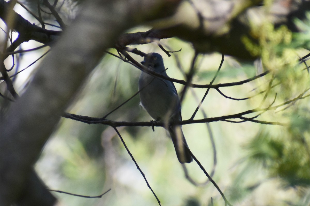 Gri Islıkçıardıç - ML644508130