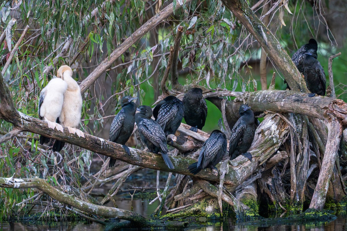 kormorán australský - ML644508134