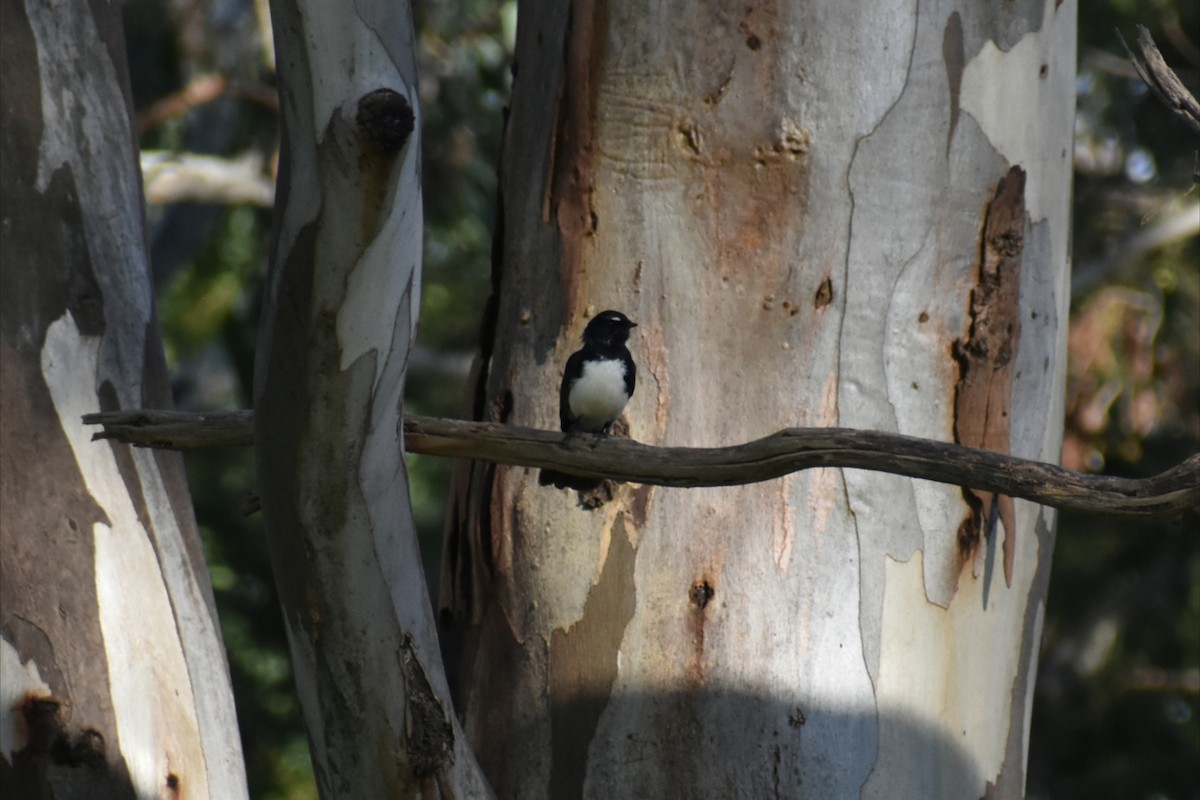 Willie-wagtail - ML644508135