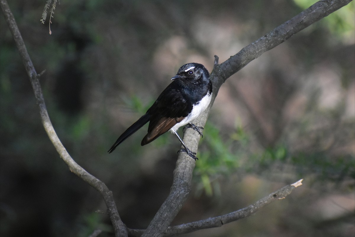 Willie-wagtail - ML644508136