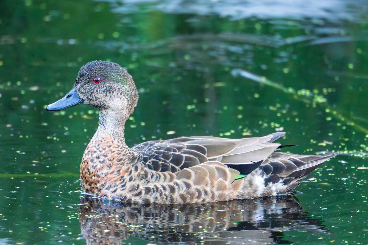Chestnut Teal - ML644508139