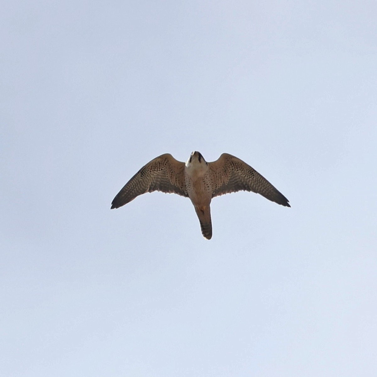 Lanner Falcon - ML644508142