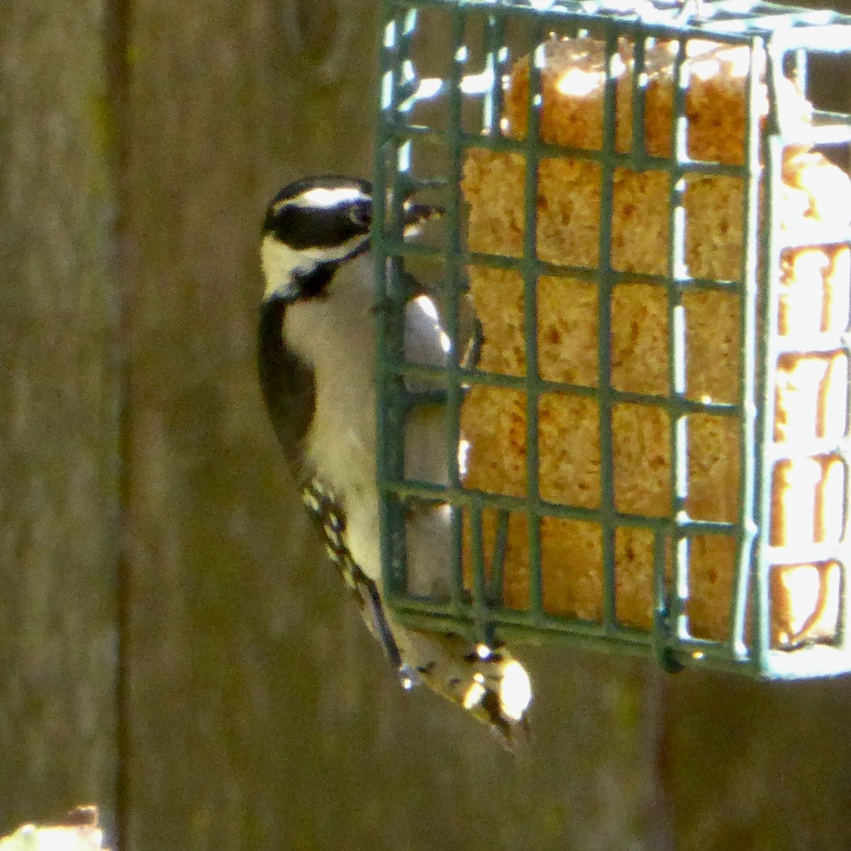 Pico Pubescente - ML644508143