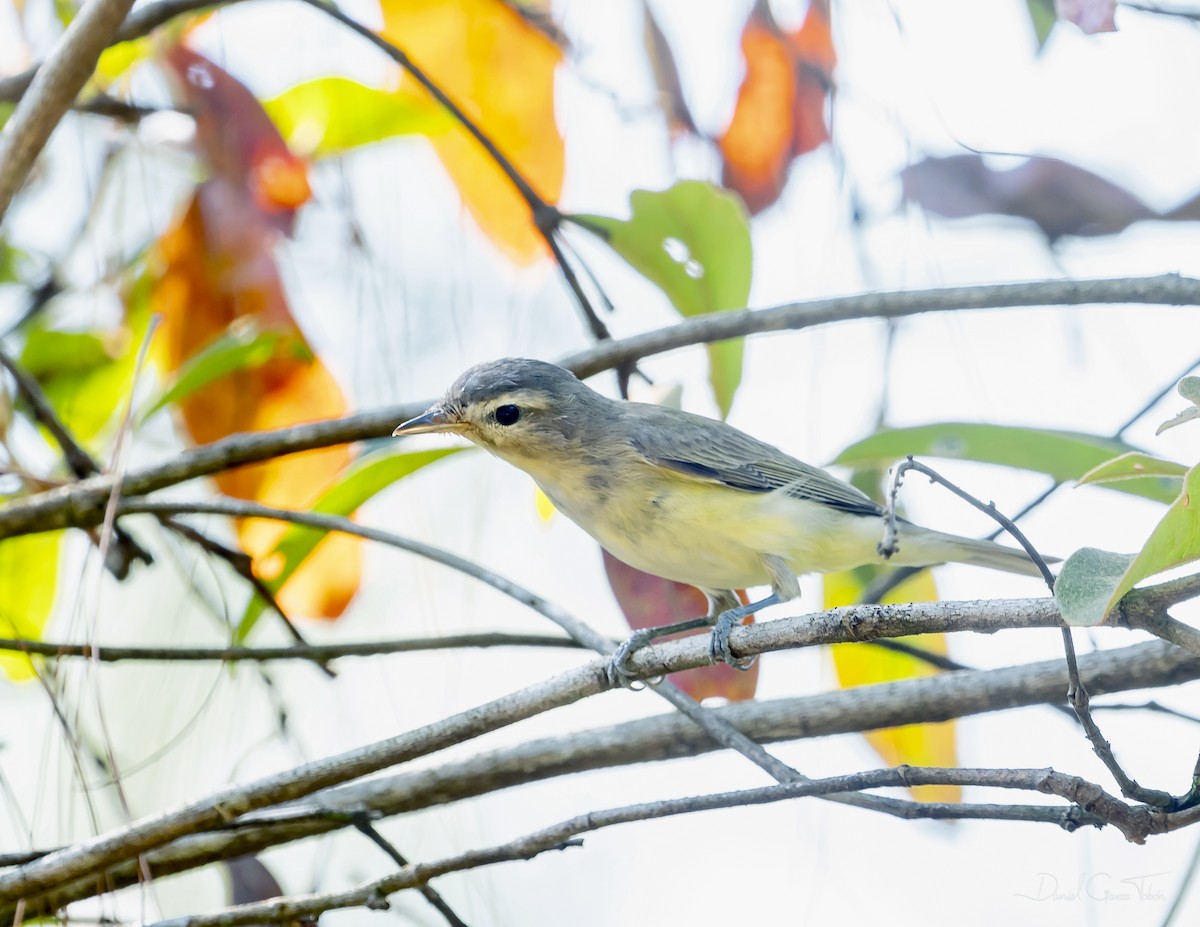 Western Warbling Vireo - ML644508155