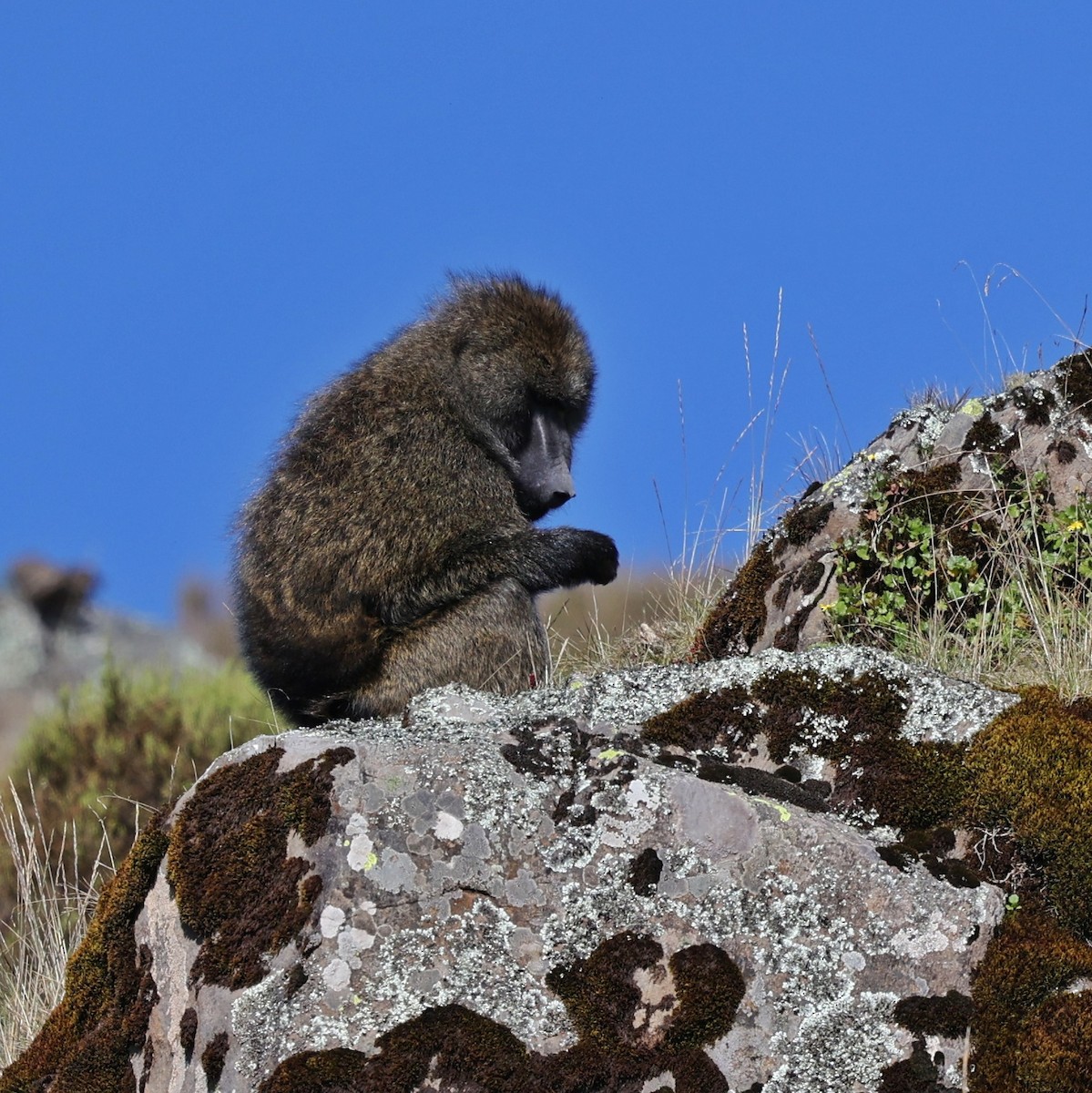 Olive Baboon - ML644508157