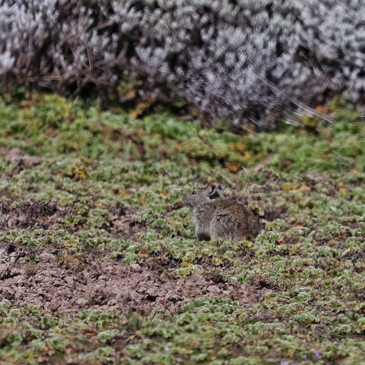 Grass Rats - ML644508159