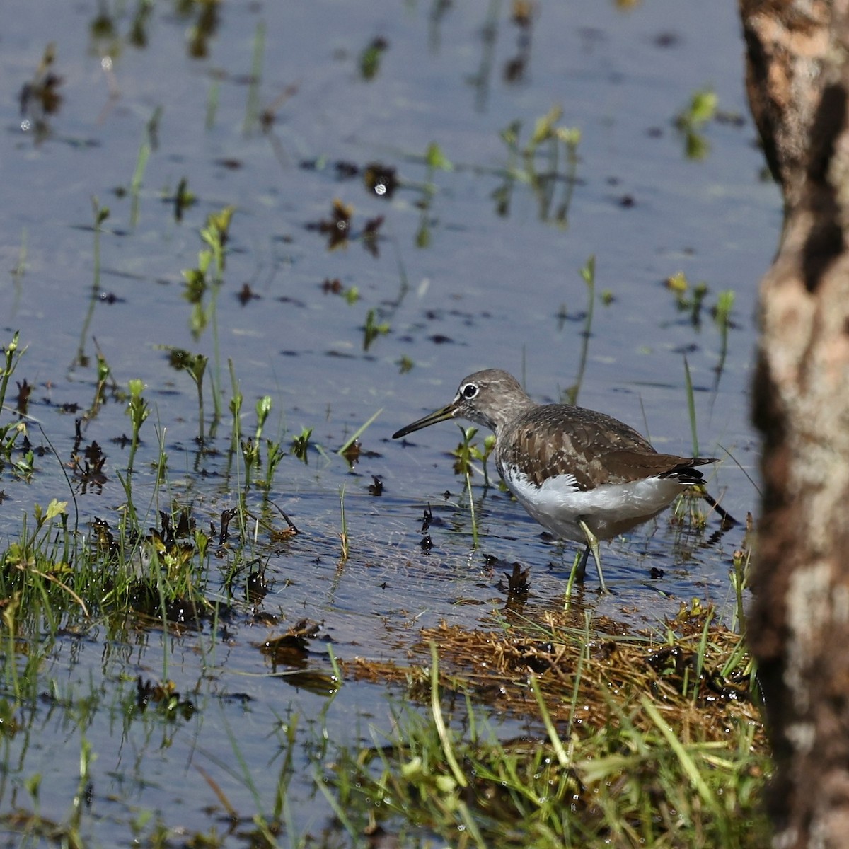 Green Sandpiper - ML644508163