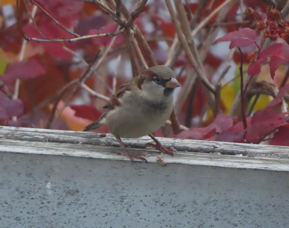 דרור הבית - ML644508166
