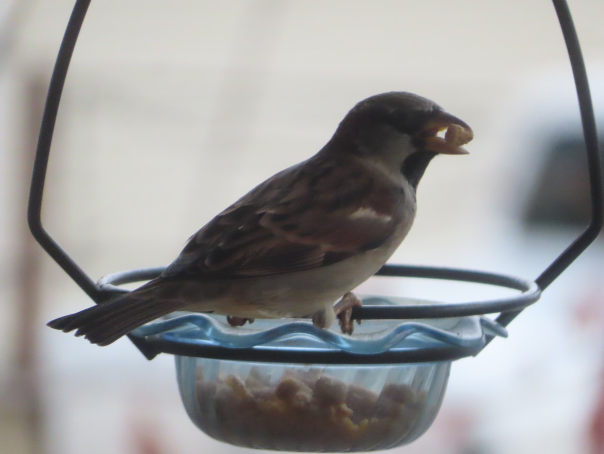 דרור הבית - ML644508168