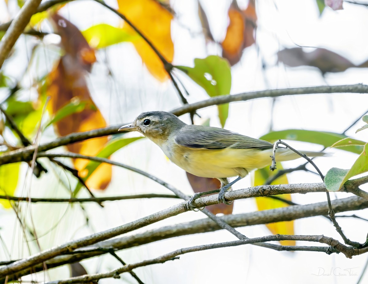 Western Warbling Vireo - ML644508169