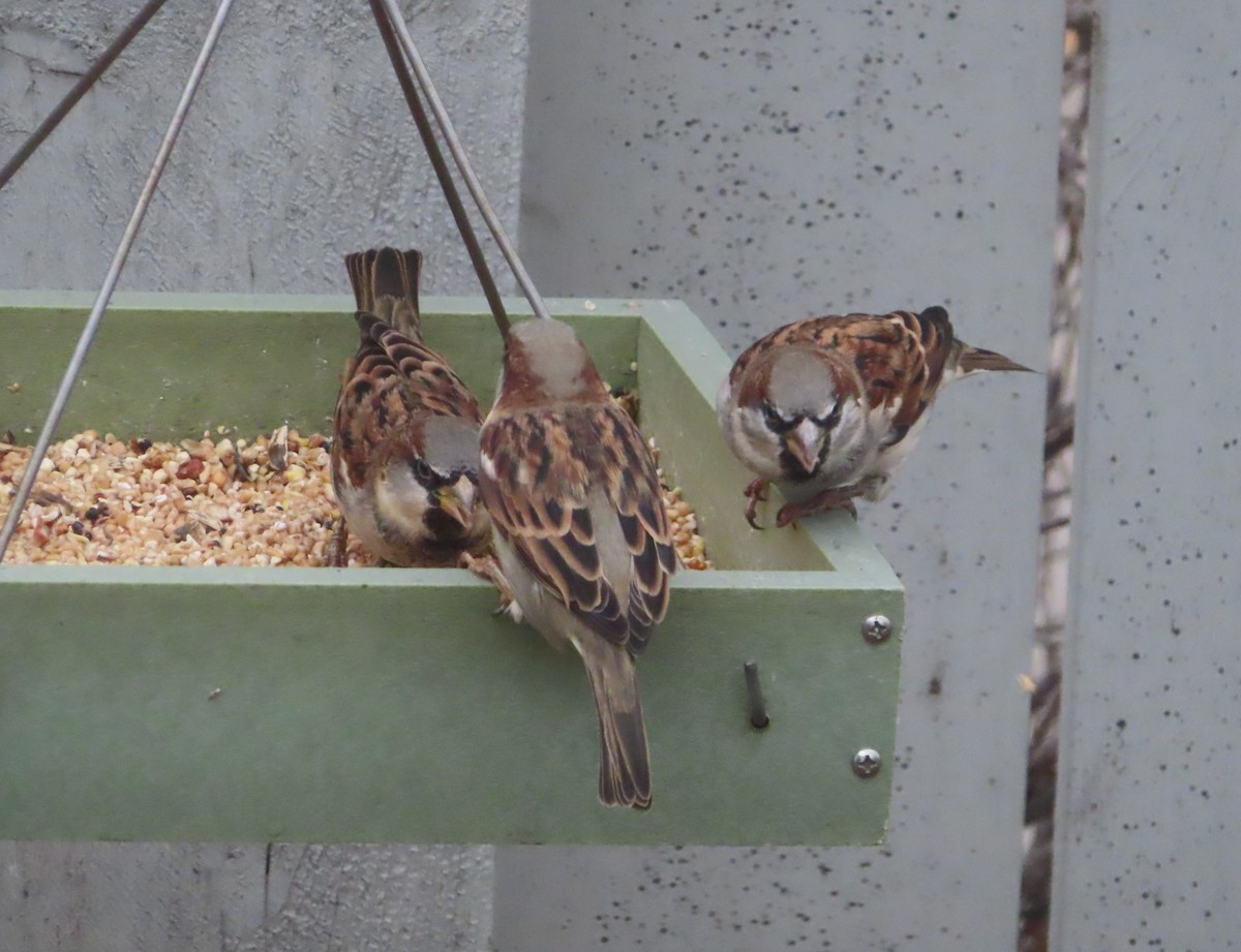 דרור הבית - ML644508170