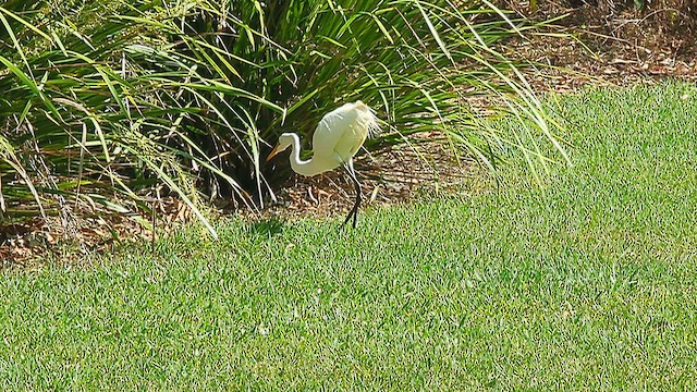 Pazifikmittelreiher - ML644508171