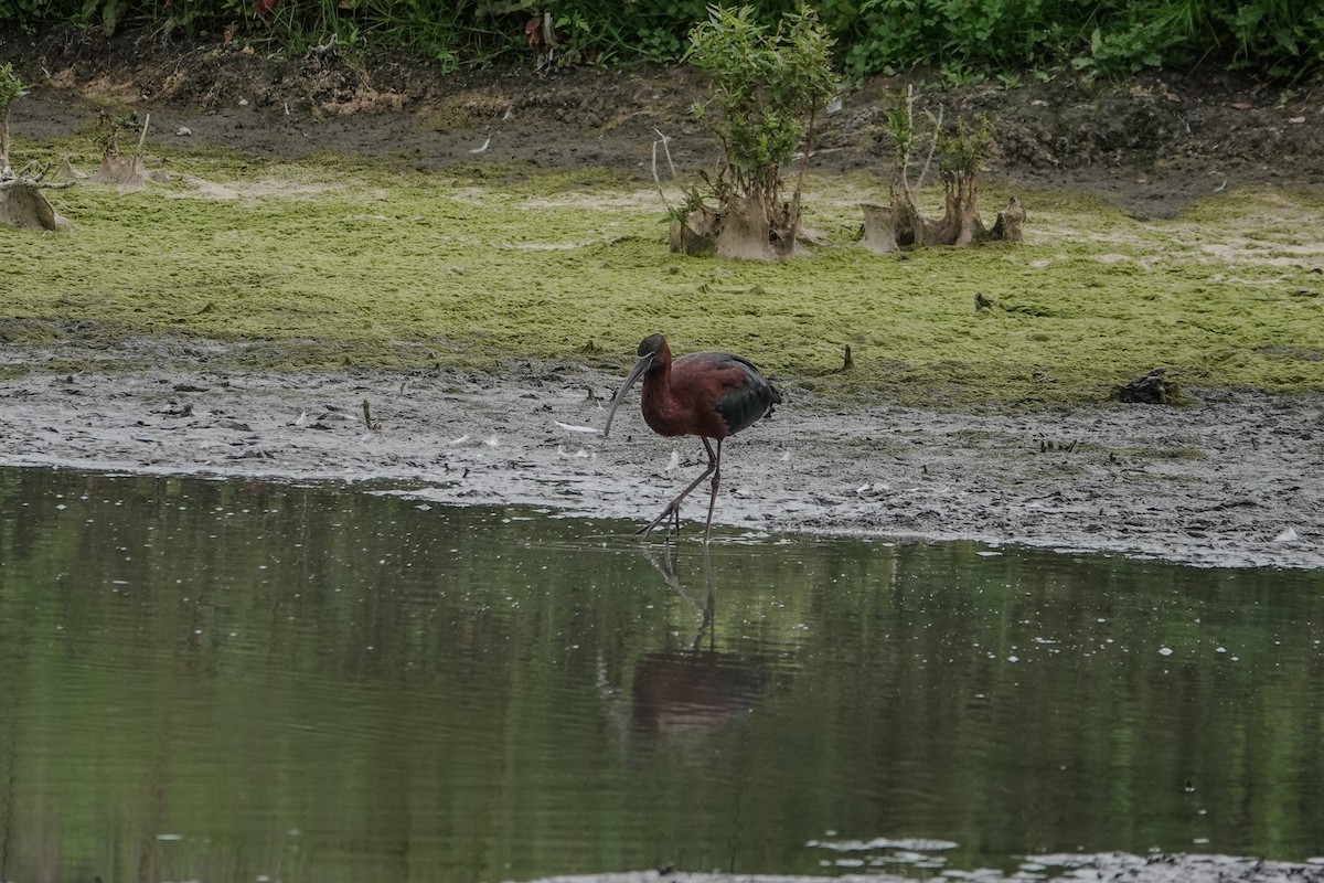 Glossy Ibis - ML644508176
