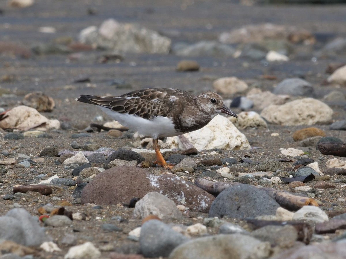 キョウジョシギ - ML644508181