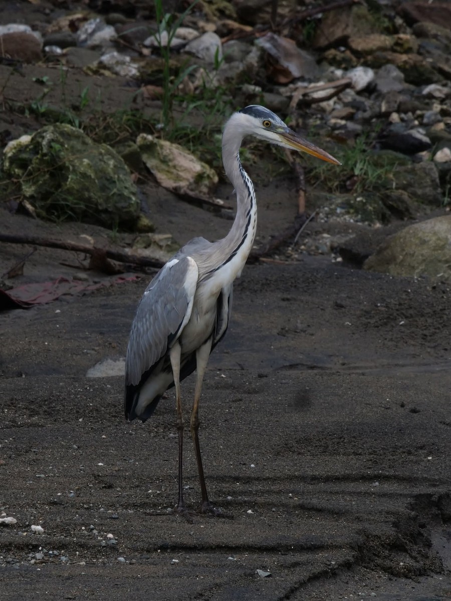 アオサギ - ML644508187