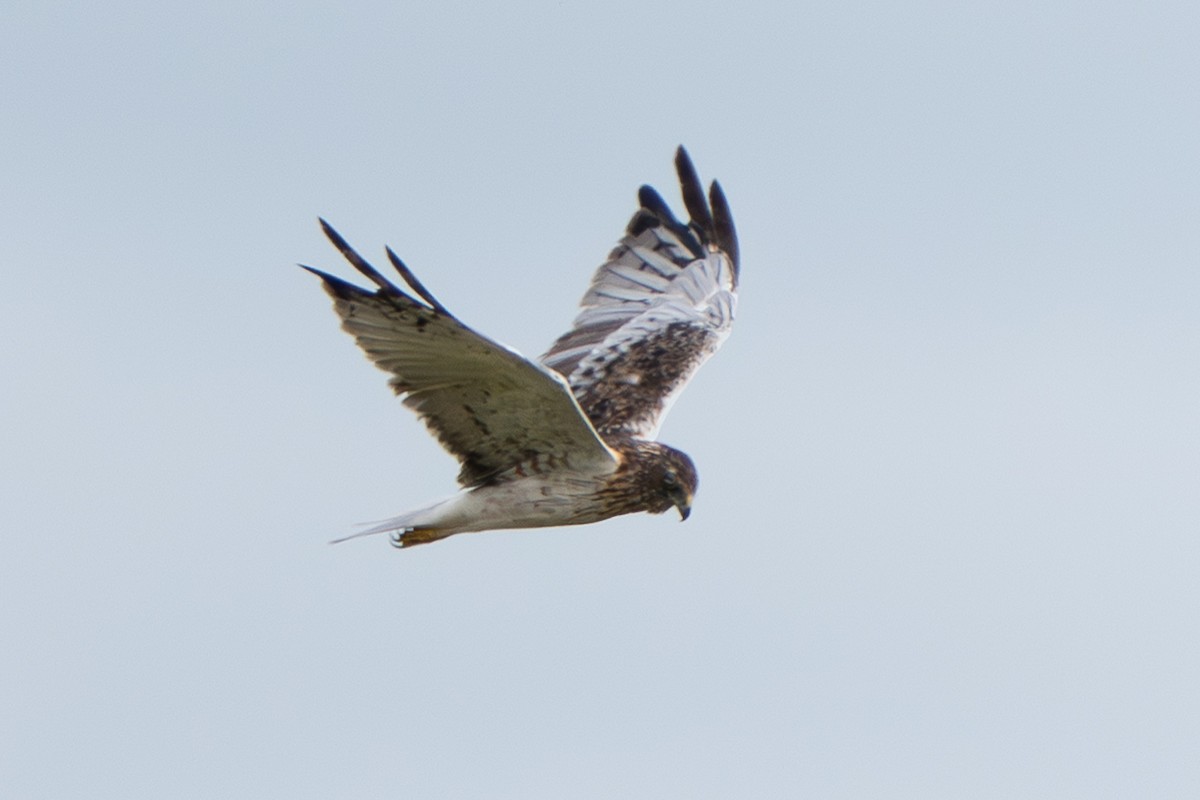 Eastern Marsh Harrier - ML644508208