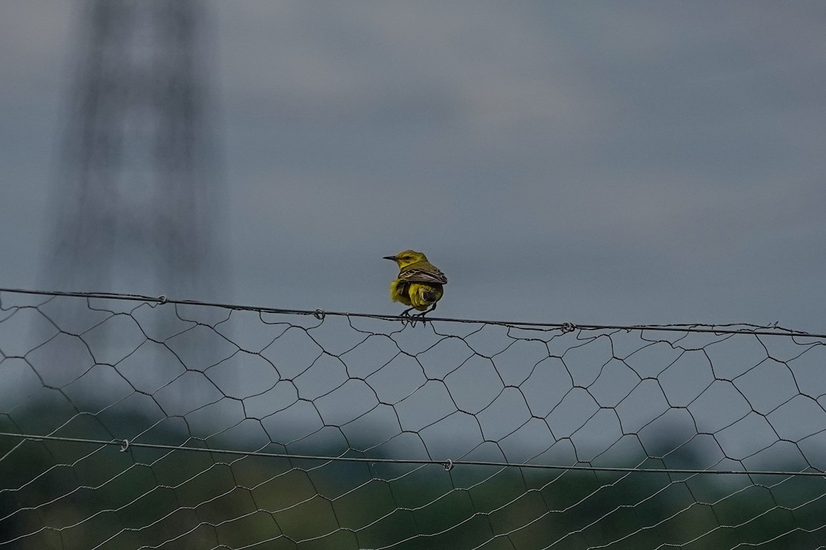 Western Yellow Wagtail - ML644508213