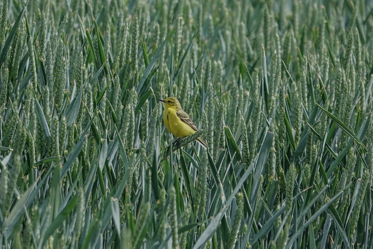 Western Yellow Wagtail - ML644508214