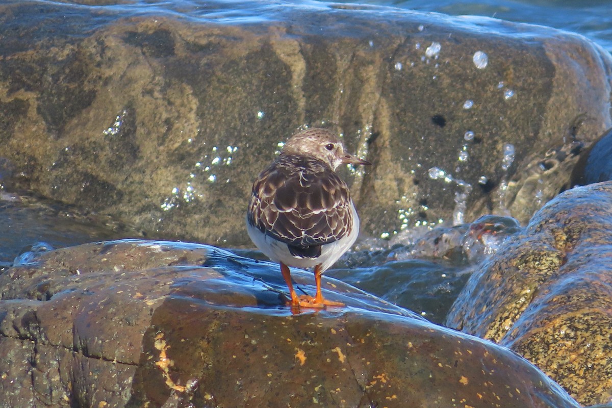 Tournepierre à collier - ML644508215