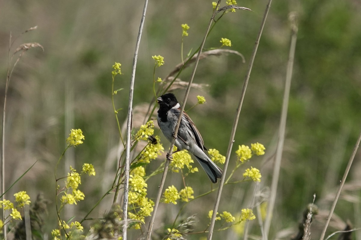 Reed Bunting - ML644508216