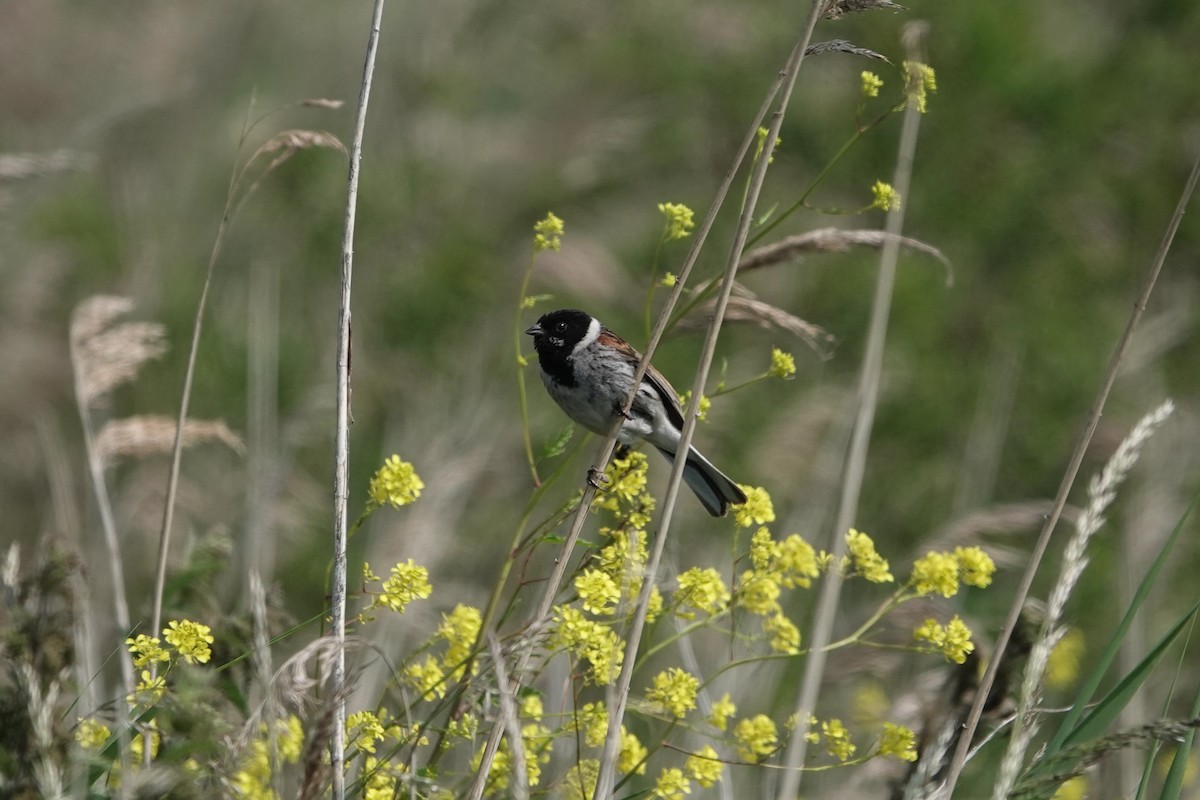 Reed Bunting - ML644508217
