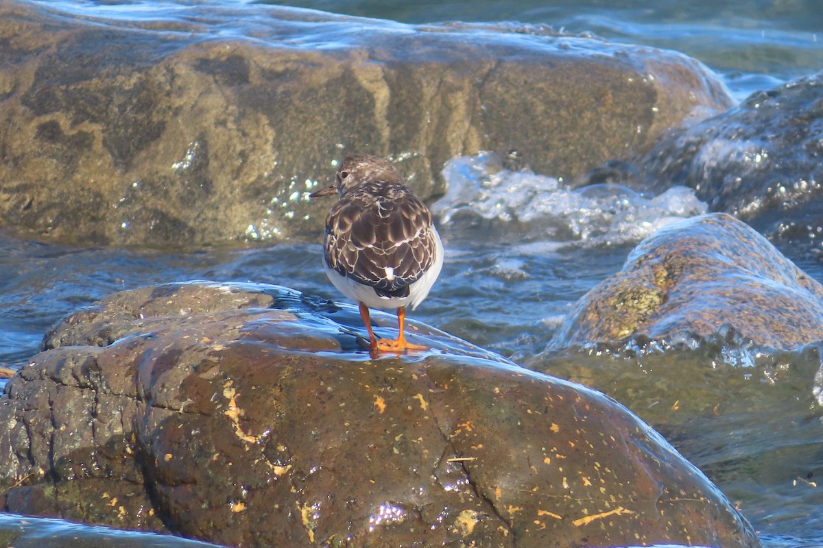 Tournepierre à collier - ML644508218