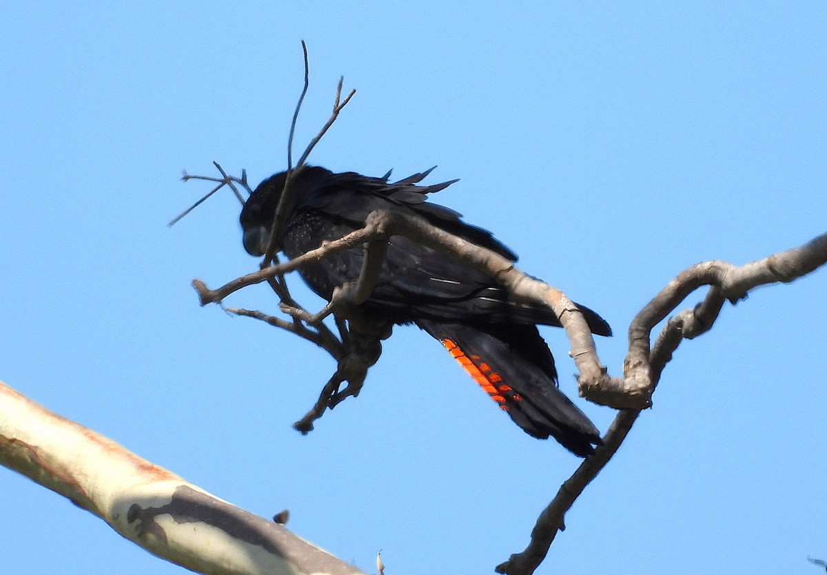 Cacatoès banksien - ML644508219