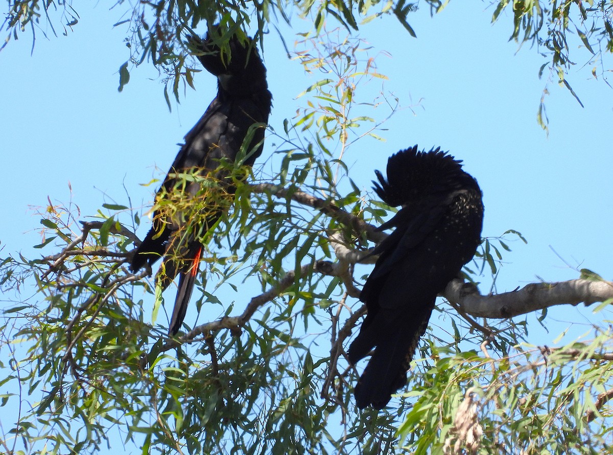 Cacatoès banksien - ML644508220