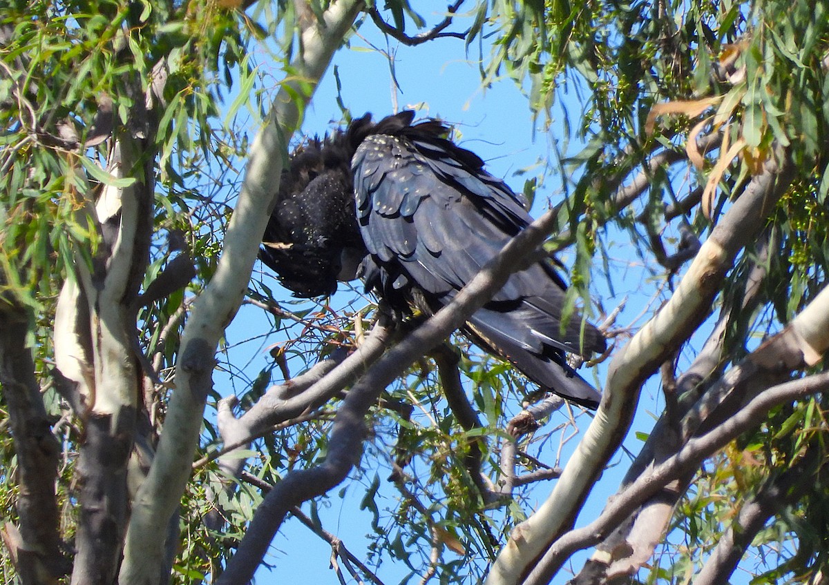 Cacatoès banksien - ML644508224