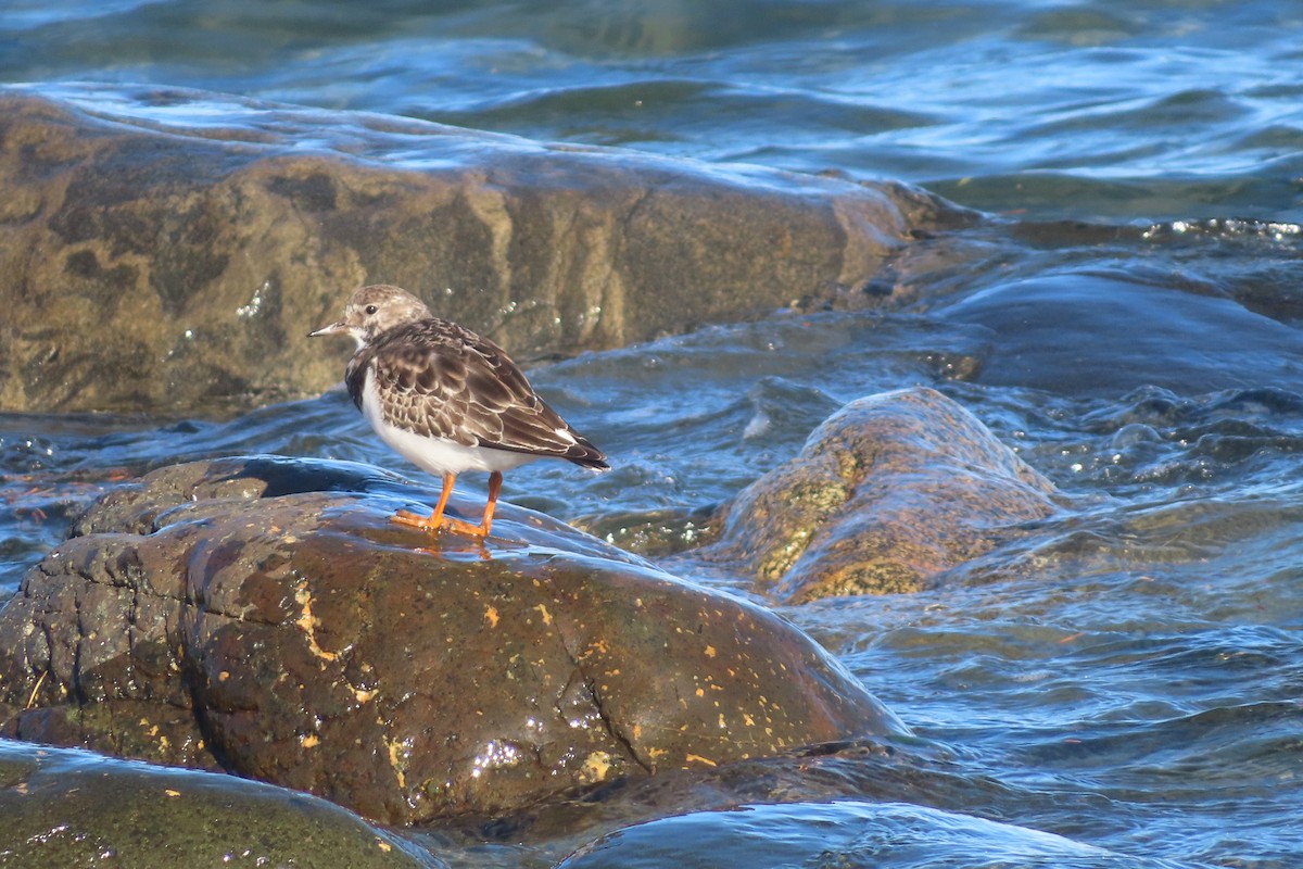 Tournepierre à collier - ML644508225