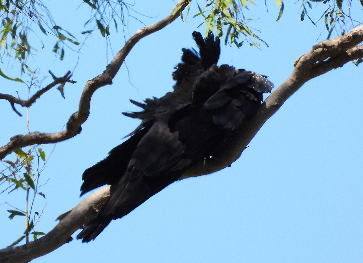 Cacatoès banksien - ML644508228